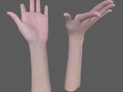 Detailed 3D Rendering of Human Hands and Arms Anatomical Structure 3d model
