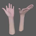 Detailed 3D Rendering of Human Hands and Arms Anatomical Structure