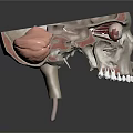 Human Skull Anatomical Structure 3D Model Showing Internal Organs and Hair