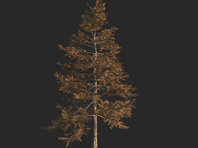 Tall Arbor Featuring Brown Leaves And Thick Trunk In Isolated View 3d model