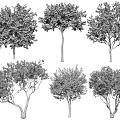 Ornamental Arbor Trees with Colorful Blooms Green Foliage and Red Trunks for Garden Landscaping