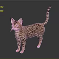 Bengal Cat With Leopard Print Fur Standing On Dark Background 3d model