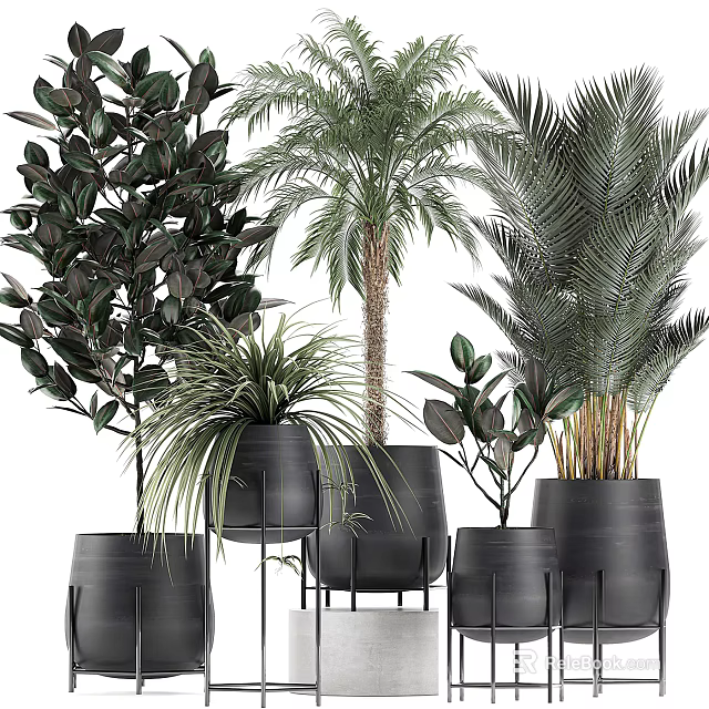 Various Types of Potted Plants in Black Pots with Different Heights for Indoor Decor 3d model 