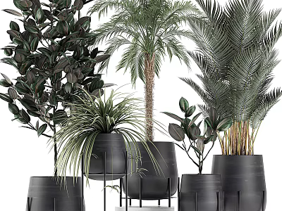Various Types of Potted Plants in Black Pots with Different Heights for Indoor Decor 3d model