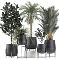 Various Types of Potted Plants in Black Pots with Different Heights for Indoor Decor