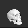 Detailed 3D Rendered White Human Skull Model Side View Against Black Background