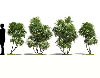 Palm Brown Bamboo Bushes Garden Group 3d model