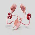Medical Device 3D Anatomical Model Of Urinary System Organs Including Kidney Ureter And Bladder