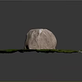 Natural Outdoor Moss Covered Ground With Large Stone Small Plants And Feather