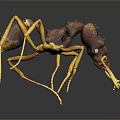 Detailed 3D Render of Brown Yellow Ant With Long Legs and Antennae on Black Background