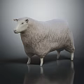 White Fluffy Sheep Standing on Dark Reflective Surface with Soft Gray Background 3d model