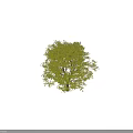 Lush Green Arbor With Dense Foliage Canopy And Sturdy Trunk Against Dark Background