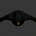 Realistic Standing Black Bear Model with Shiny Fur and White Background