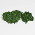 Lush Green Natural Ground Cover Plants For Garden Landscape Design