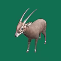 Brown Antelope With Long Horns And White Feet Standing On Green Background