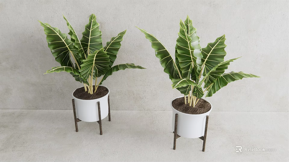 Potted Plants in White Pots on Metal Stands with Green Leaves and Veins Indoor 3d model 