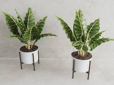 Potted Plants in White Pots on Metal Stands with Green Leaves and Veins Indoor 3d model