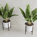 Potted Plants in White Pots on Metal Stands with Green Leaves and Veins Indoor