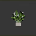 Green Leafy White Flowering Plants in a White Rectangular Pot with Fresh Blooms