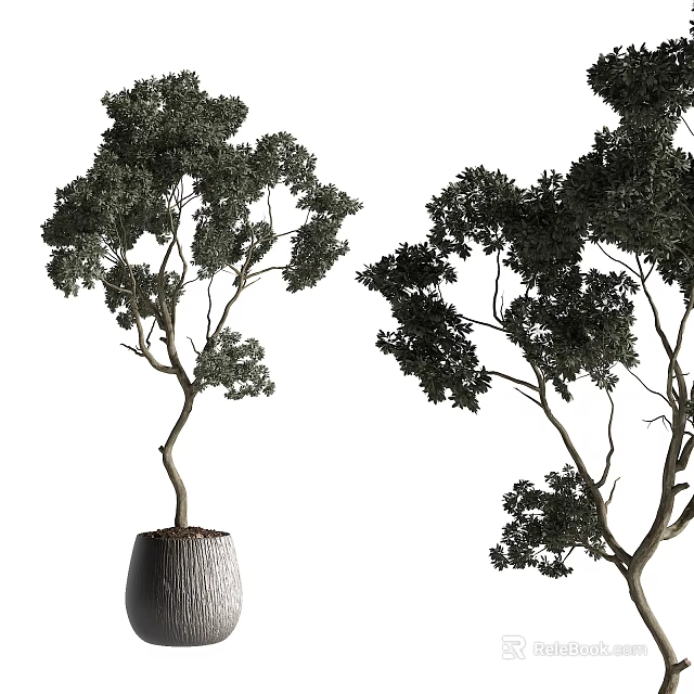 Two Bonsai Trees With Curved Trunks And Lush Foliage In Gray Pots 3d model 