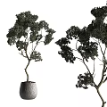 Two Bonsai Trees With Curved Trunks And Lush Foliage In Gray Pots