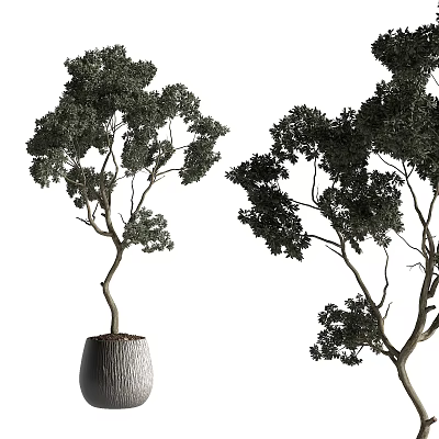 Two Bonsai Trees With Curved Trunks And Lush Foliage In Gray Pots 3d model
