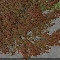 Large Deciduous Tree With Brown Foliage On Gray Paved Outdoor Ground 3d model
