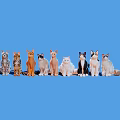 Group of Different Cat Breeds Sitting Together on Blue Background