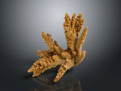 Tiny Coral Polyps Build Branching Yellow Coral Structure with Textured Surface 3d model