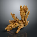 Tiny Coral Polyps Build Branching Yellow Coral Structure with Textured Surface