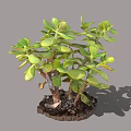 Jade Plant With Green Fleshy Leaves And Branched Stems In Pot With Soil And Shadow