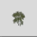 Lush Weeping Willow Trees With Dense Green Foliage And Human Figures For Scale