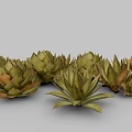 Agave Perennial Evergreen Large Herbaceous Plant With Fleshy Spiky Leaves In Clusters