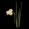 Cluster Of Daffodil Flowers With White Petals Yellow Centers Green Leaves On Black Background