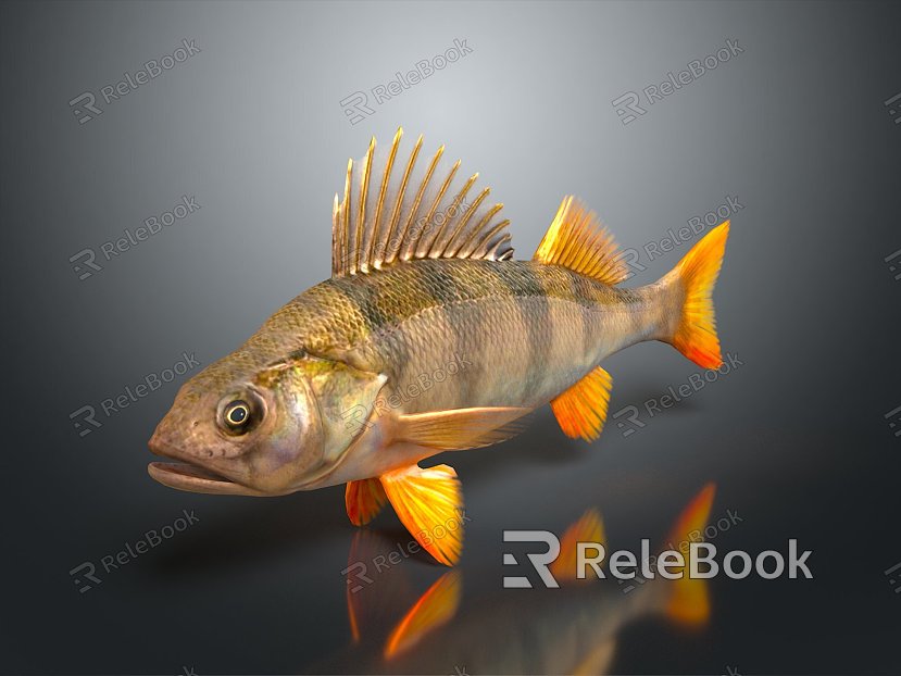 Catfish Carp Sturgeon Bass Freshwater Fish Various Carp Grass Carp Crucian Carp model