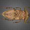 Giant Water Bug Detailed View With Brown Exoskeleton And Long Legs 3d model