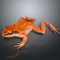 Orange Frog On Black Reflective Surface With Detailed Limbs And Textured Skin