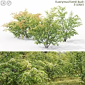 Ornamental Decorative Plant Arrangement with Green and Colorful Foliage Leaves Design