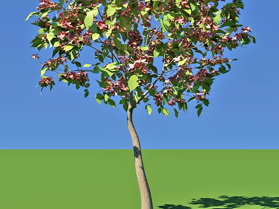 Beautiful Flowering Tree With Pink Blossoms And Green Leaves Against Blue Sky 3d model
