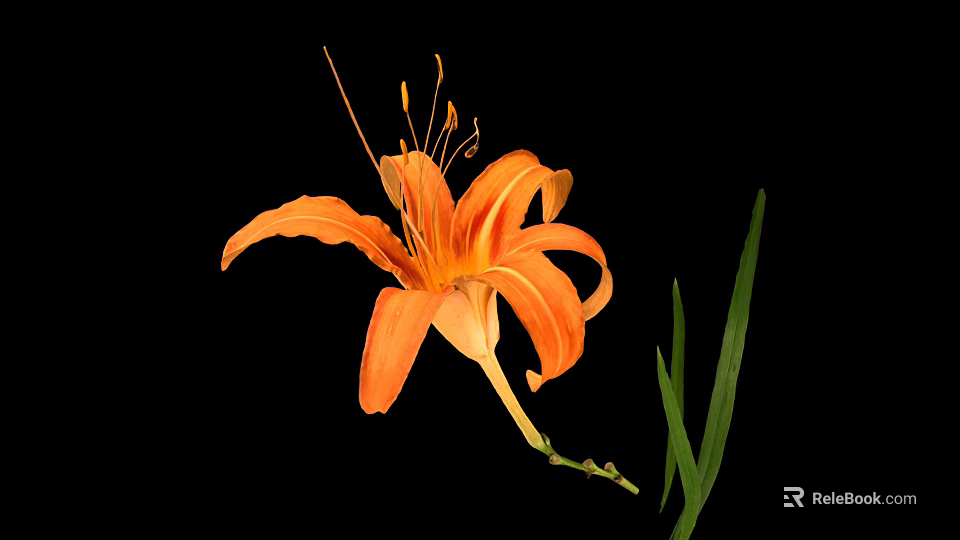 Fresh Edible Orange Daylily Flower With Green Leaves On Black Background 3d model 