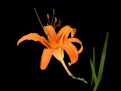 Fresh Edible Orange Daylily Flower With Green Leaves On Black Background 3d model