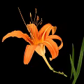 Fresh Edible Orange Daylily Flower With Green Leaves On Black Background