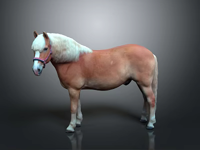 Brown and White Horse With Red Bridle Standing Against Gray Background 3d model