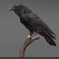 Realistic Black Raven Perched On Wooden Branch With Neutral Background