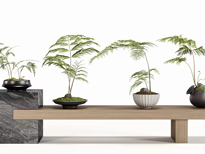 Bonsai Fern Plants with Green Leaves and Various Pots on Wooden Bench and Marble Surface 3d model