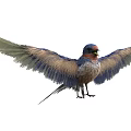 Colorful Bird With Spread Wings Blue Head Red Chest And Brown Feathers