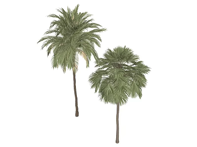 Modern Tree Pit With Lush Palm Trees For Urban Outdoor Landscape Design 3d model