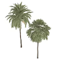 Modern Tree Pit With Lush Palm Trees For Urban Outdoor Landscape Design