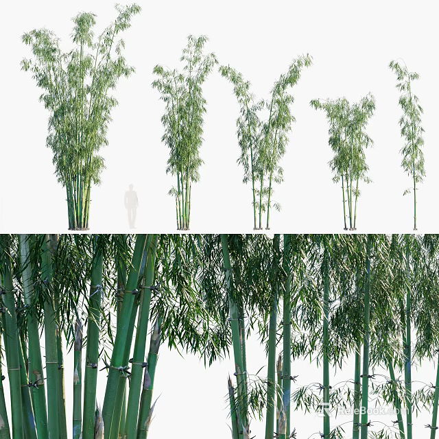 Tall Green Bamboo Plants With Lush Leaves And Different Heights In Garden 3d model 