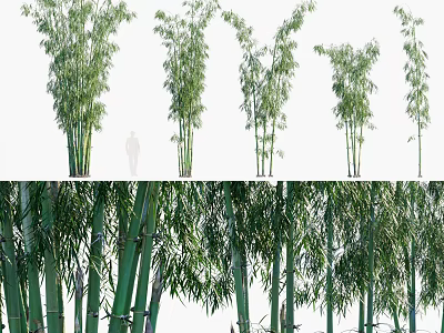 Tall Green Bamboo Plants With Lush Leaves And Different Heights In Garden 3d model